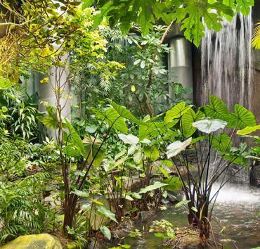 Tropical Forest Featured