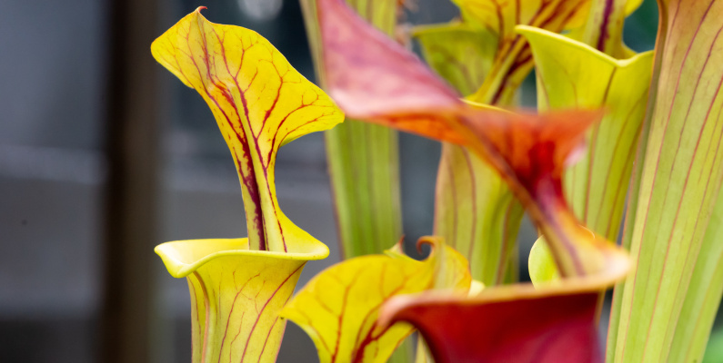 Carn Plants promo 3 Sarracenia pitcher a