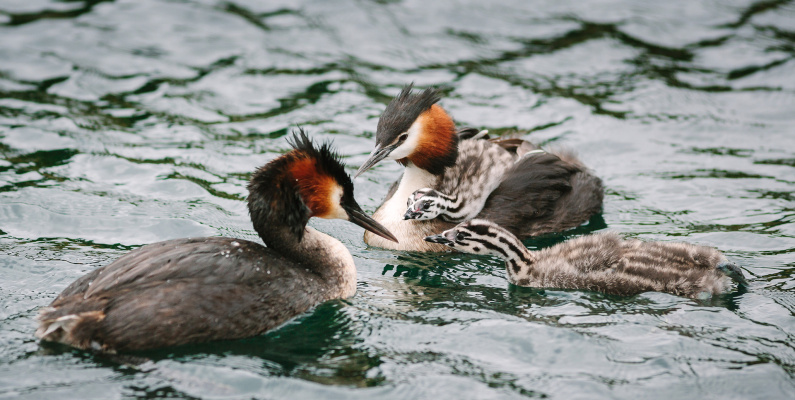 Grebes John Darby