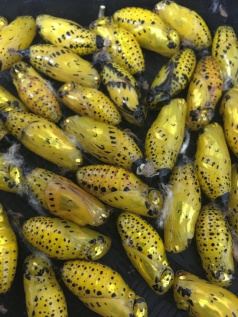 A day in the life of a butterfly pupa | Tūhura Otago Museum