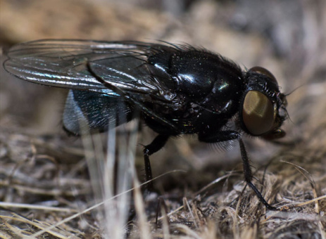 Have you got the blue fly blues? | Tūhura Otago Museum