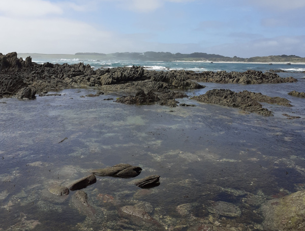 Rēkohu Travel Journal – Part Two: Shells and the Sea | Tūhura Otago Museum