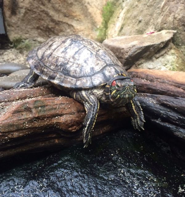 Our Tropical Terrapins | Tūhura Otago Museum