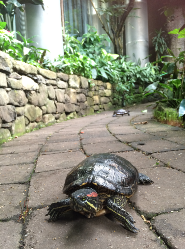 turtle walk