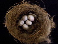 AV10471 GreenfinchNest