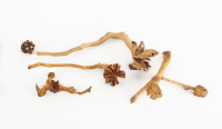 Varnished specimens of wood roses created by Dactylanthus taylorii in the Tuhura Otago Museum Collection2