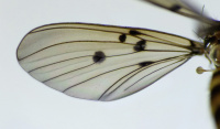thumbnail Mycomya quadrimaculata wing