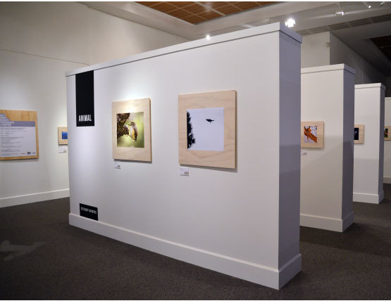 2017 Otago Wildlife Photography Exhibition | Otago Museum
