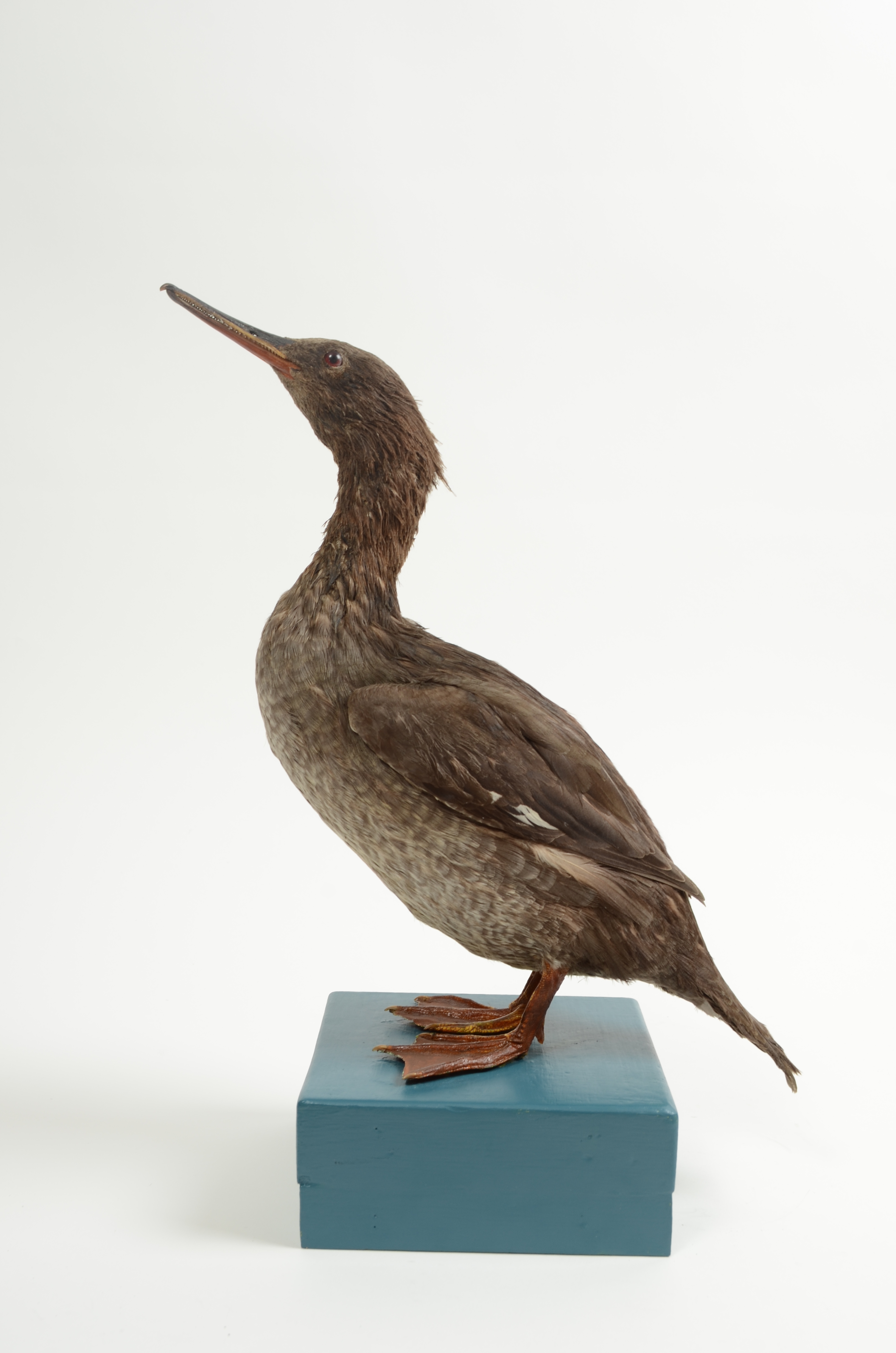 Auckland Island merganser, Mergus australis, AV1110 | Tūhura