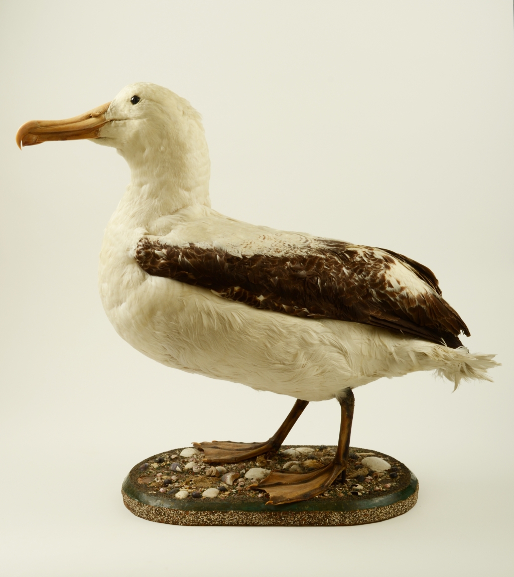 stuffed albatross