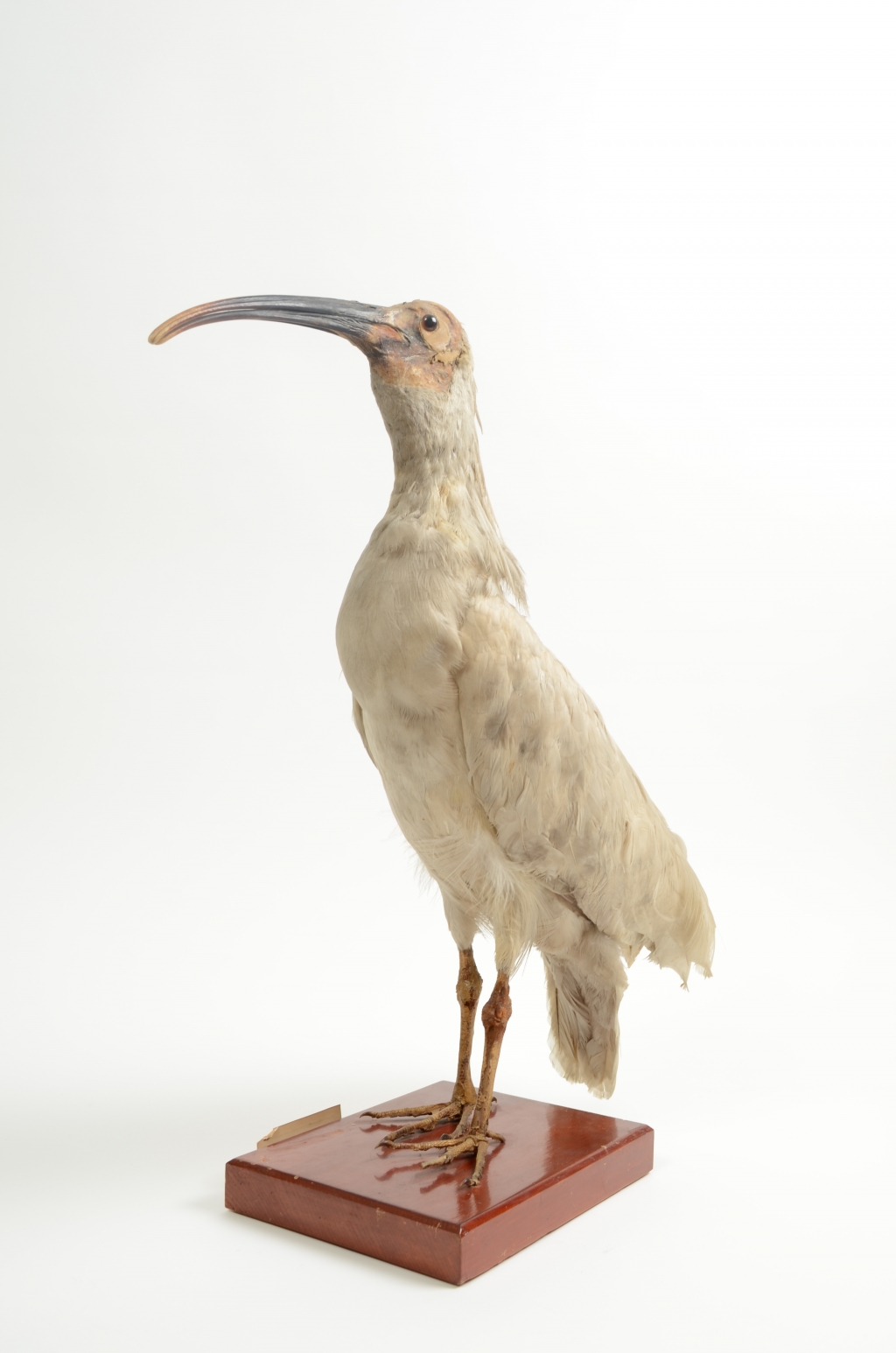 Japanese crested ibis, Nipponia nippon, AV1207 | Tūhura Otago Museum