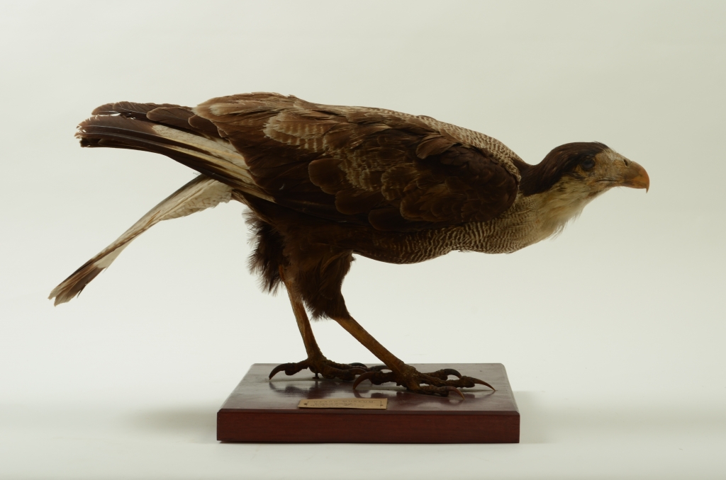 Southern crested caracara, Caracara plancus, AV1669 | Otago Museum