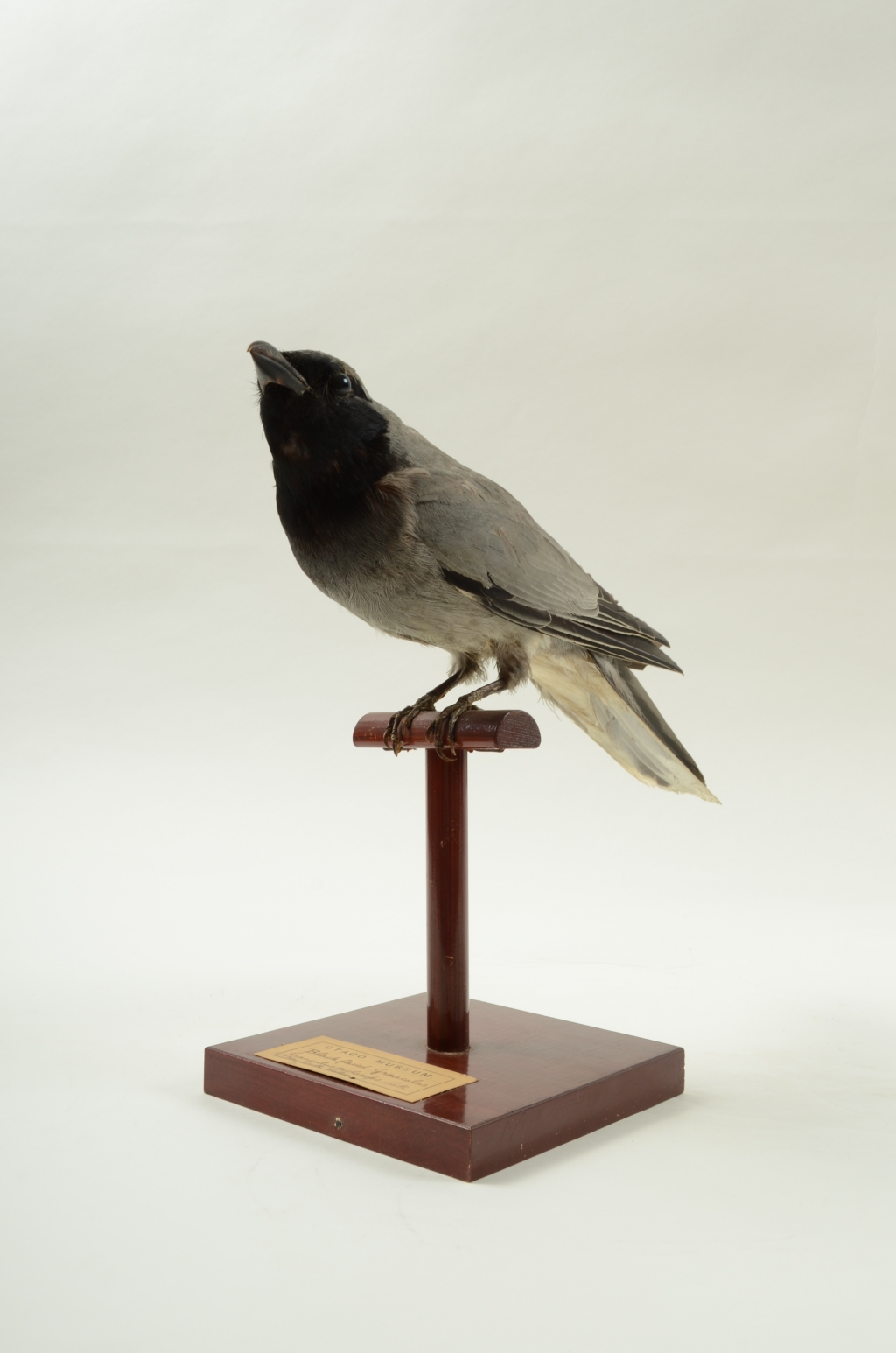 Black-faced cuckoo shrike, Coracina novaehollandiae, AV2099 | Tūhura Otago  Museum