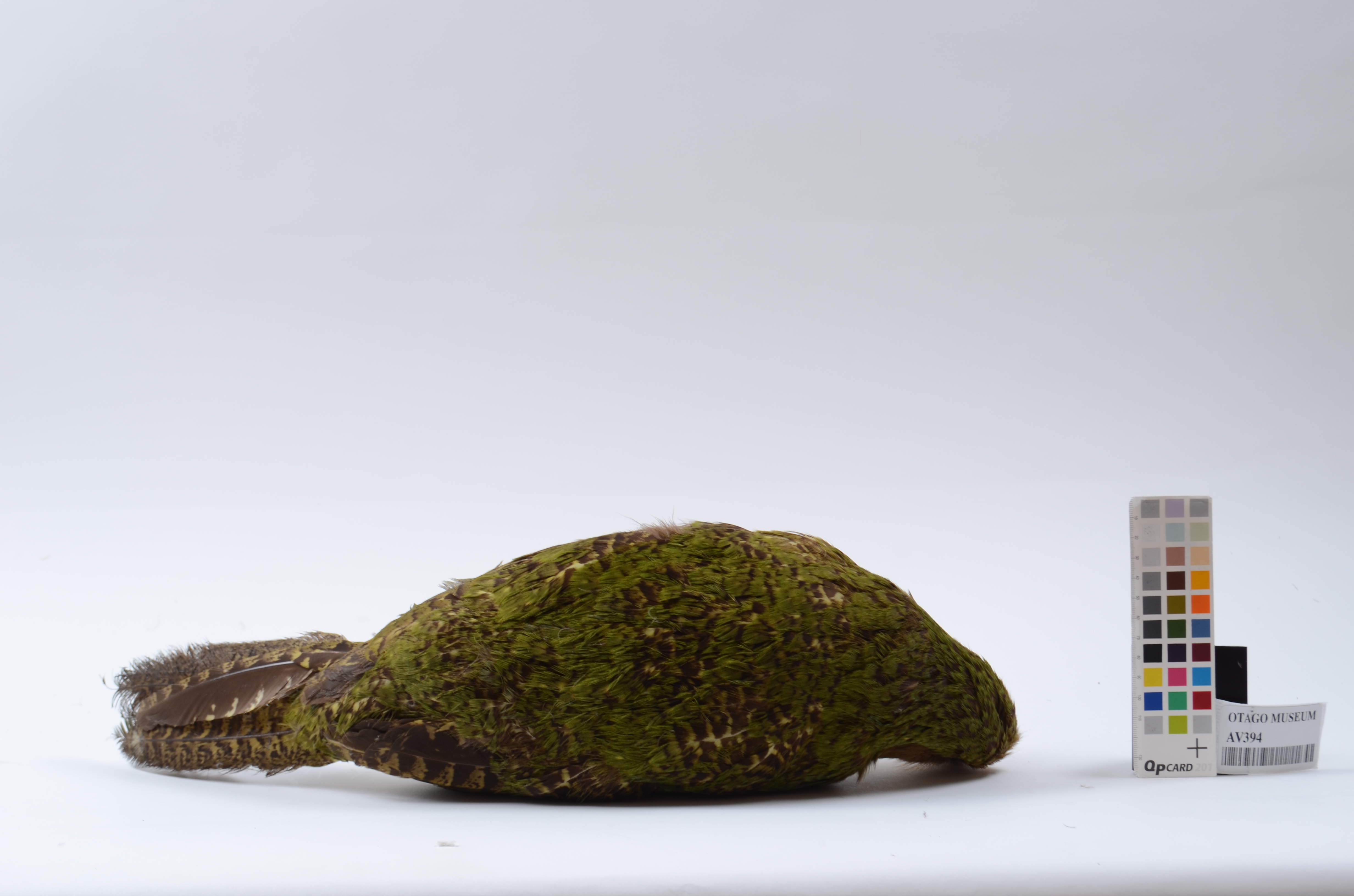 Kakapo, Strigops habroptilus, AV394 | Tūhura Otago Museum