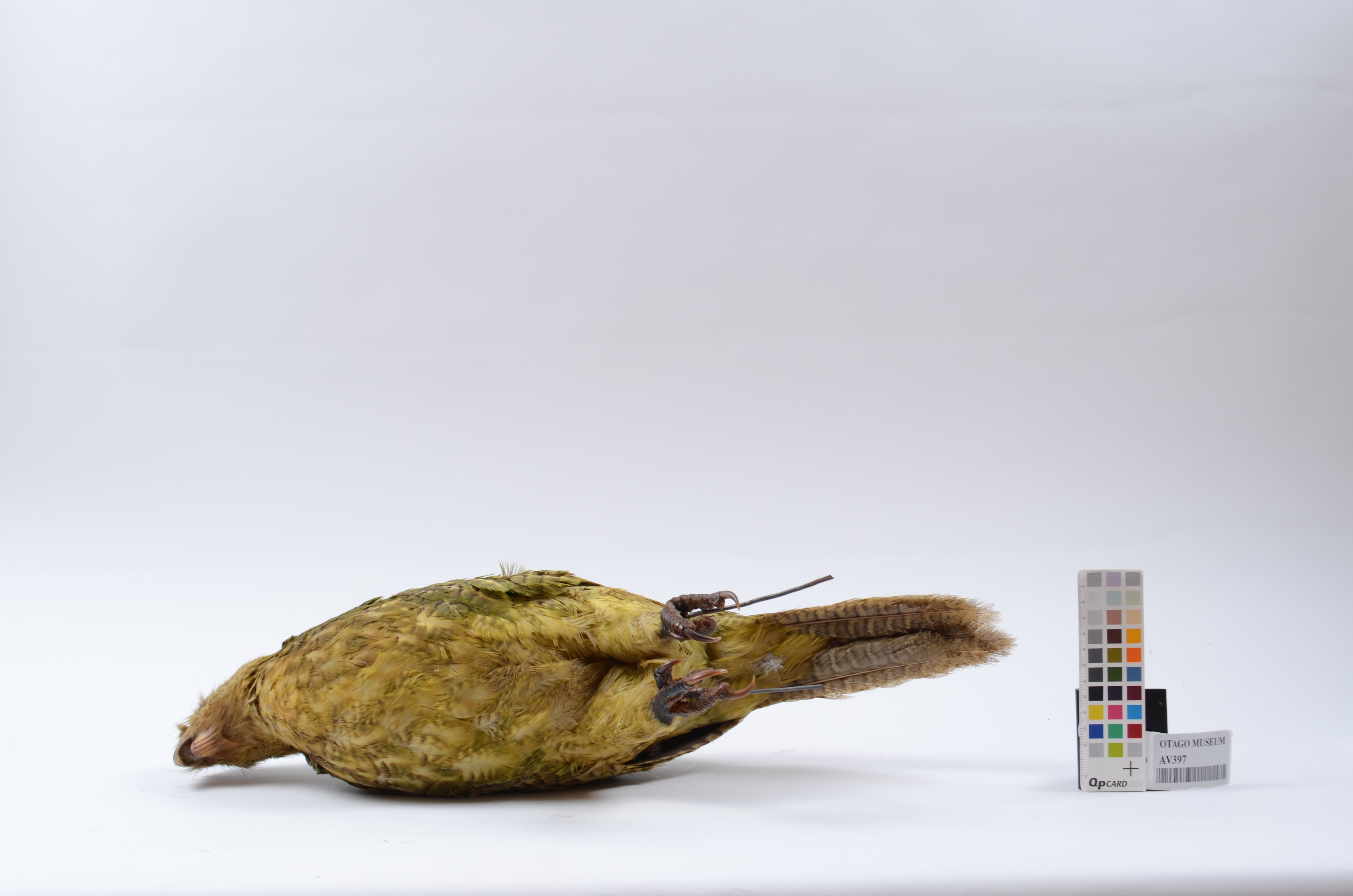Kakapo, Strigops habroptilus, AV397 | Tūhura Otago Museum
