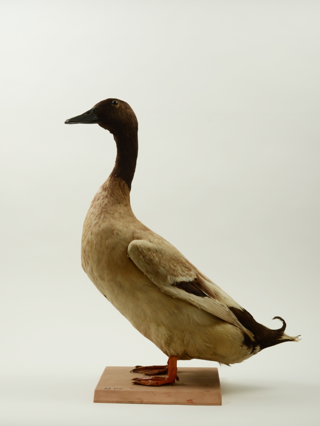 Domestic duck, Anas platyrhynchos, AV3531 | Tūhura Otago Museum
