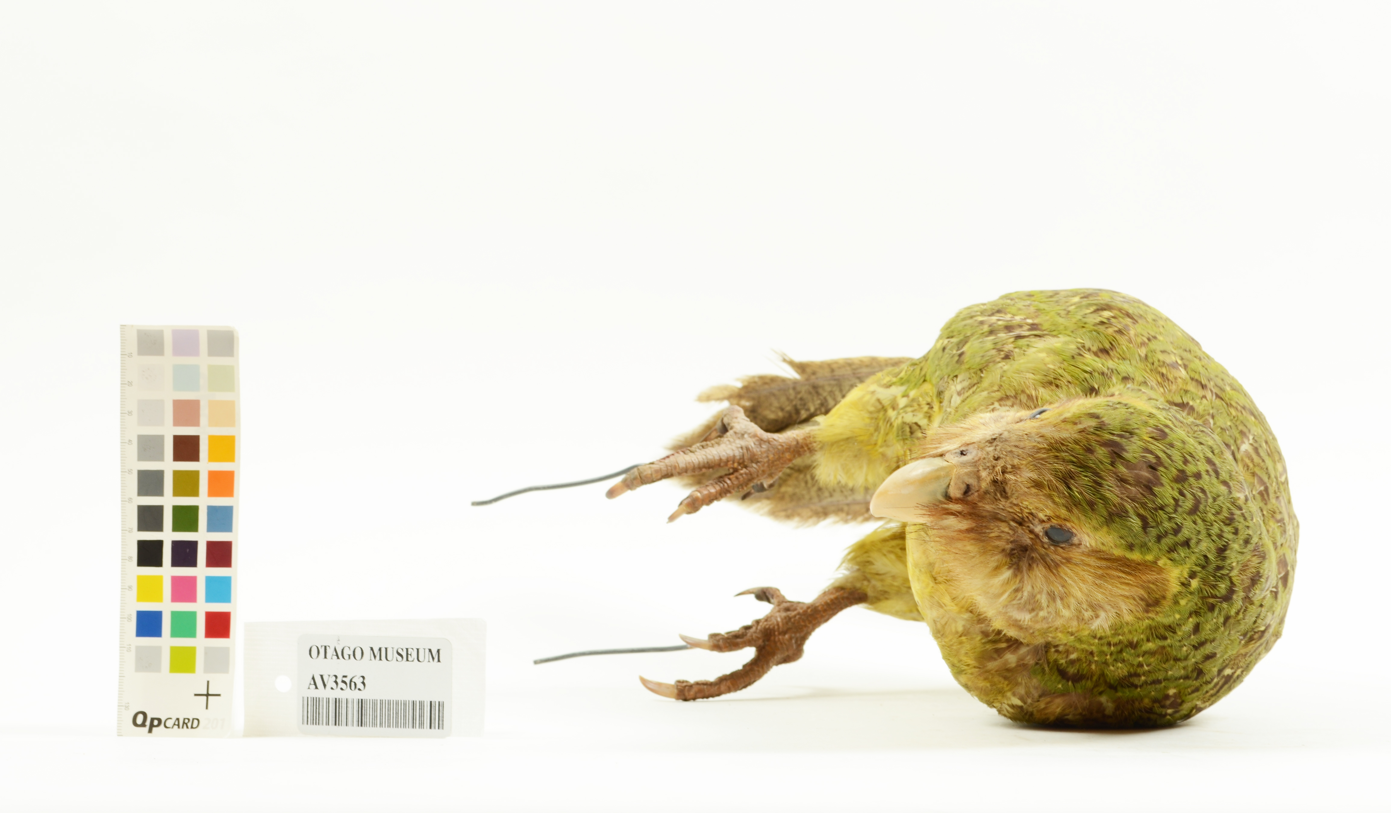 【着後レビューで 送料無料】 Kakapo, Strigops habroptilus, AV3563 | Tūhura Otago Museum スーツ・フォーマル・ドレス