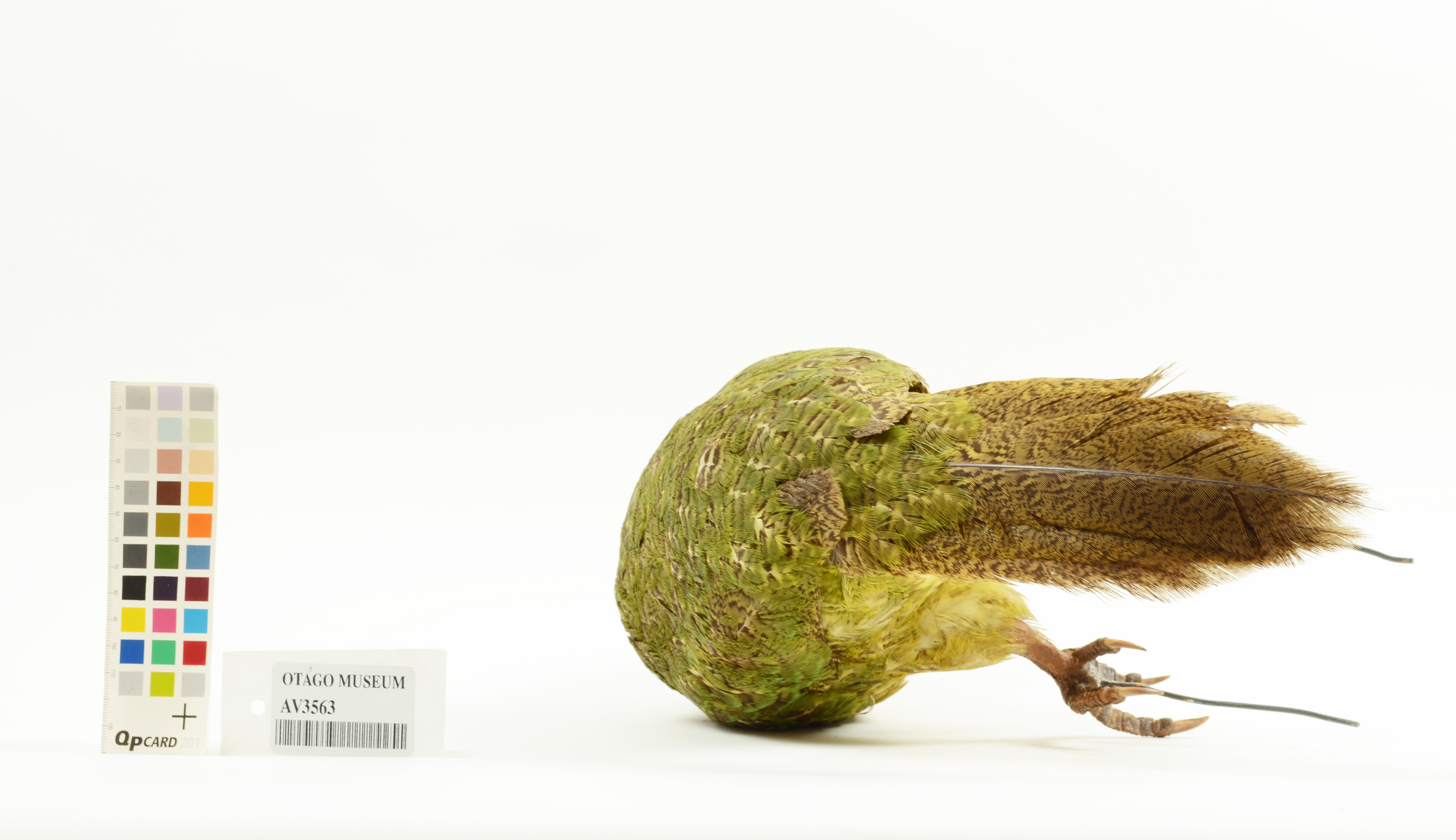 How 3D Printed Smart Eggs are Saving the Kakapo - Island