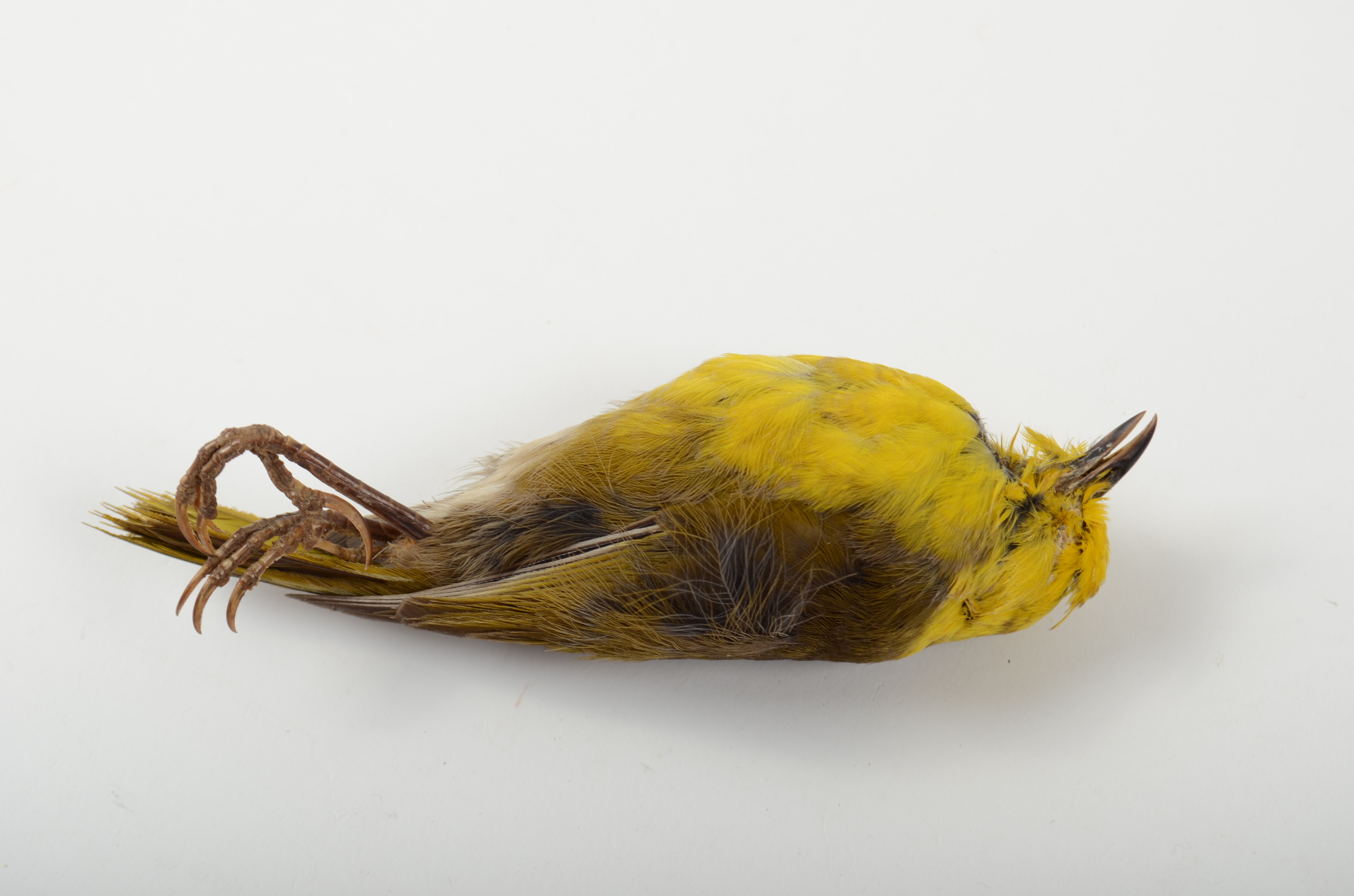 Yellowhead, Mohoua Ochrocephala, AV553 | Otago Museum