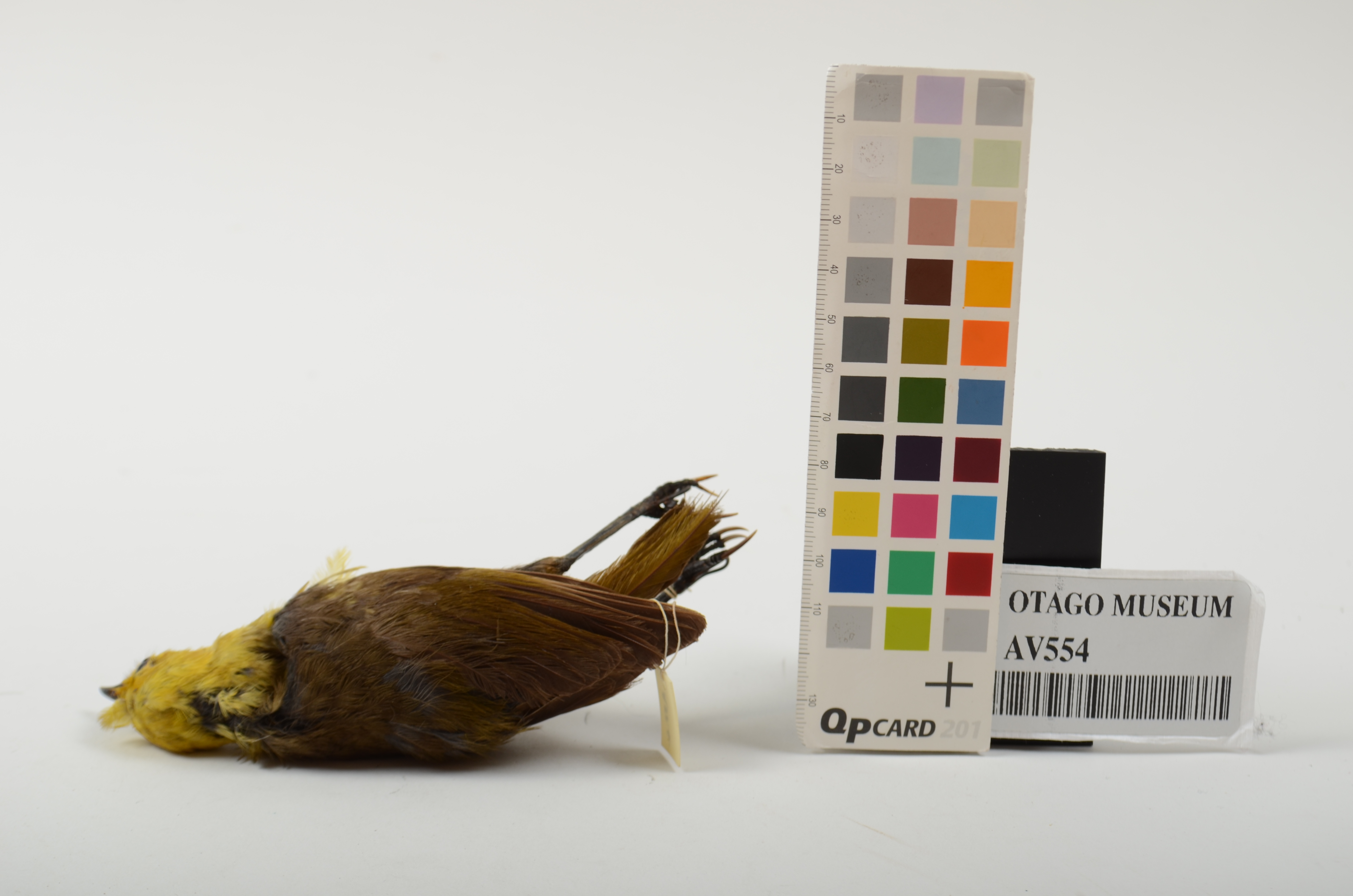 Yellowhead, Mohoua Ochrocephala, AV554 | Otago Museum