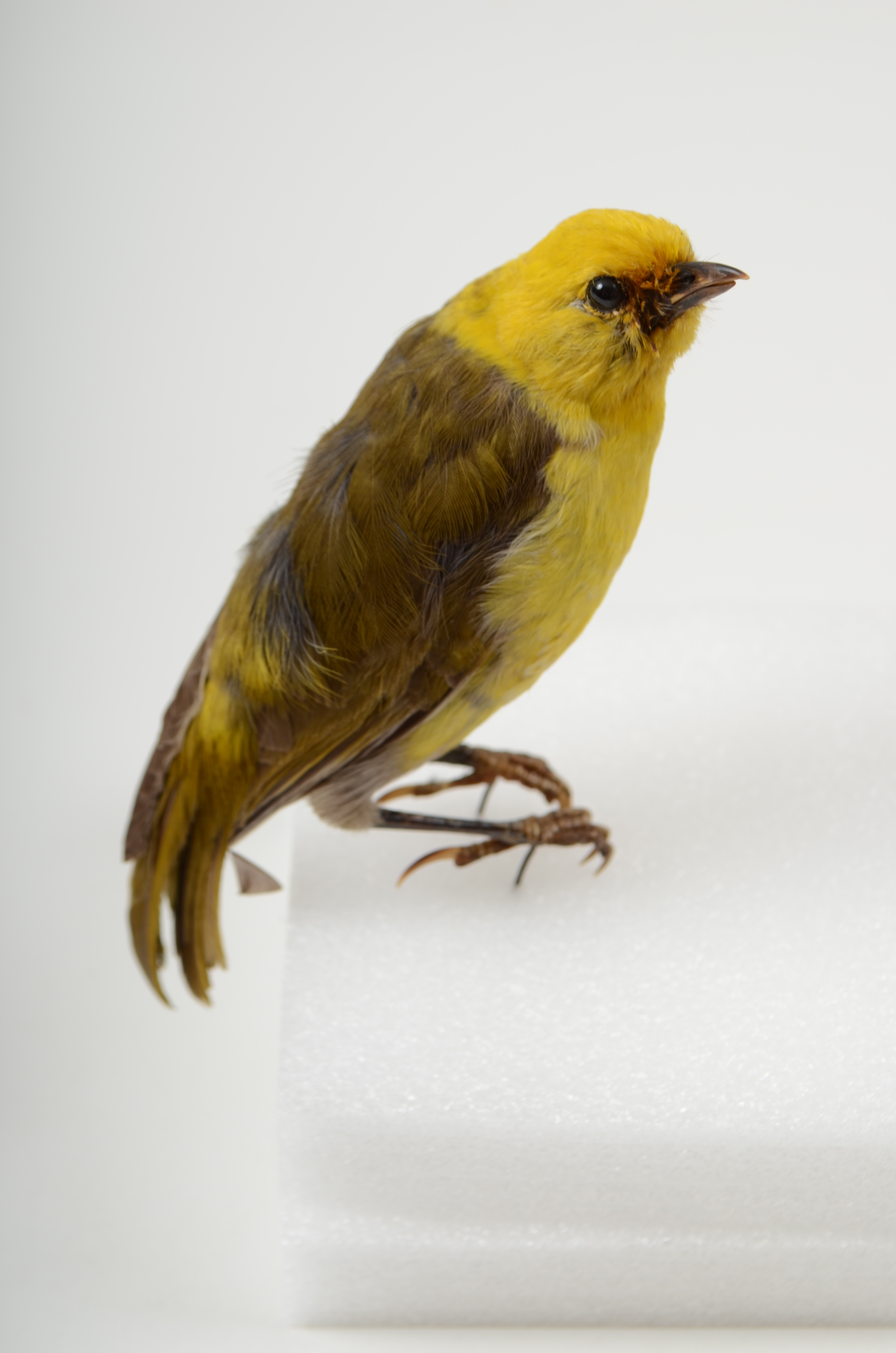 Yellowhead, Mohoua Ochrocephala, AV555 | Tūhura Otago Museum