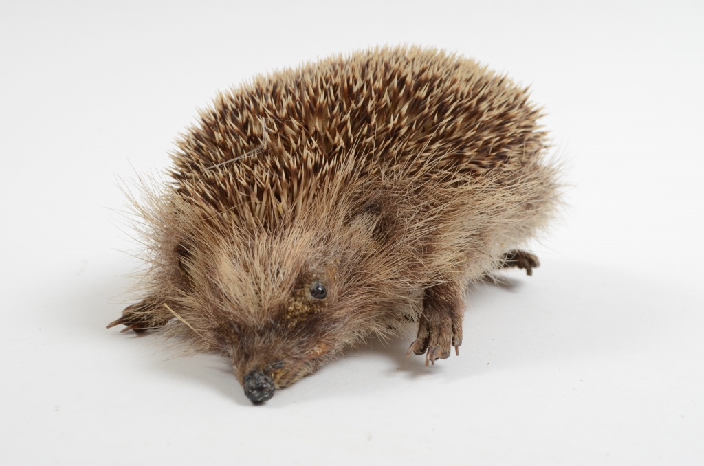 amuse collection hedgehog